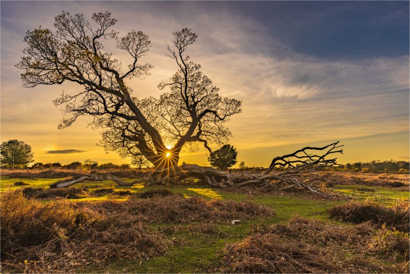 Mogshade Pond in the New Forest